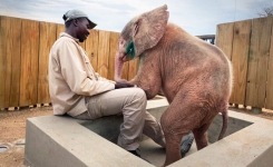 Un éléphant albinos est sauvé par des bénévoles après avoir erré seul pendant des jours avec un piège sous la patte
