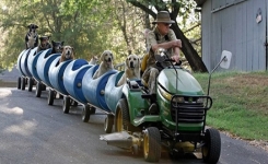 Ce grand-père a construit un petit train pour promener tous les chiens errants qu'il a sauvés de la rue