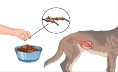 Remèdes maison pour tuer les ténias chez les chiens