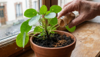  Pourquoi verser un peu de cannelle au pied des plantes ?