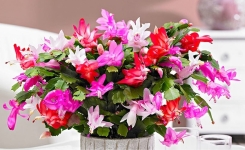 5 points essentiels avant d’acheter un cactus de Noël