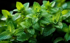 8 plantes médicinales qui soulagent l’anxiété
