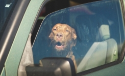 Que faire quand on voit un chien enfermé dans une voiture