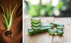 Comment cultiver une aloe vera chez soi