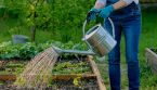 🌿 Jardin en été : Quelle est l’heure idéale pour arroser ?