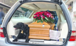 Un chien grimpe à côté du cercueil du maître décédé et l'accompagne dans son dernier voyage