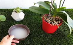 Comment exploiter l'eau de riz pour nourrir les plantes