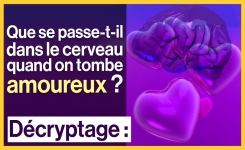 Qu'est-ce qui se passe dans le cerveau quand on tombe amoureux ?