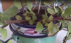 Une Astuce Simple pour Revitaliser vos Plantes d'Intérieur : Utilisez des Allumettes !