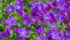 Cette vivace résistante fleurit dès mai et pousse sans eau : idéale pour murs et jardins secs