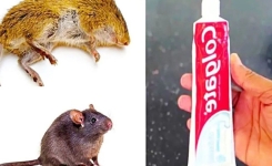 Comment Éliminer les Rats et les Souris avec du Dentifrice ?