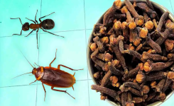 Les clous de girofle sont efficaces contre tous les insectes ! Comment les utiliser pour les chasser de la maison