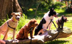 Quel est le chien le plus aimé au monde ?