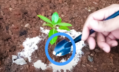 Aidez votre jardin avec du bicarbonate de soude