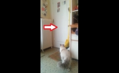 Quand ce soldat entre de sa mission, son chat savait quoi faire exactement. Énorme !