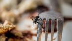 6 astuces simples et naturelles pour éloigner les mouches de votre table