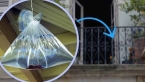 Accrocher un sac d’eau contre les mouches : cette vieille astuce fonctionne-t-elle vraiment ?