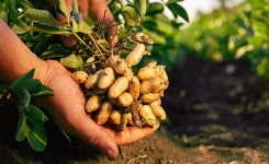 Comment cultiver des arachides à partir de cacahuètes du commerce 