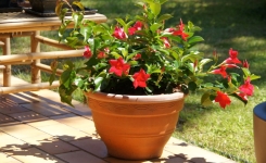 Oubliez les géraniums : cette fleur ultra résistante à la chaleur demande très peu d’arrosage