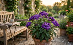 Planter l’héliotrope en avril : guide complet pour une floraison parfumée réussie