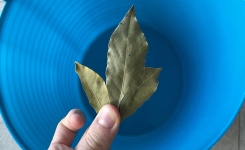 Pourquoi vous devez mettre une feuille de laurier dans votre seau à vadrouille