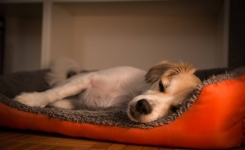 Est-ce que les chiens rêvent durant leur sommeil ?