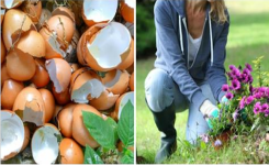 Ne jetez plus jamais vos coquilles d’oeuf – votre jardin deviendra plus beau que jamais