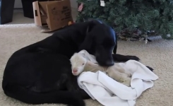 Un agneau est laissé par sa mère, voyez comment cette chienne prend soin de lui