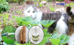 Vous avez toujours les chats des voisins dans votre jardin ? Avec cette astuce, ils ne viendront plus!