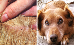 Un vétérinaire partage une astuce efficace pour se débarrasser des puces qui se trouvent sur votre animal de compagnie