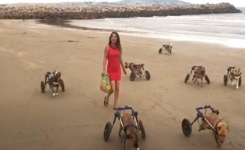 Une jeune femme emmène 18 chiens handicapés à la plage pour la première fois.