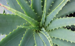 Comment entretenir l' Aloe vera et récolter son gel ?