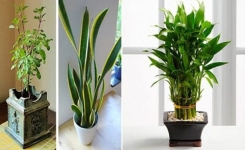 Ces 6 plantes attirent l’énergie positive dans votre maison !