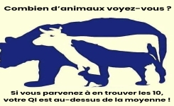 Parviendrez-vous à trouver les 10 animaux cachés dans cette image ?