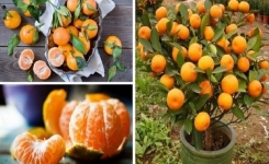 Comment Planter et Cultiver des Mandarines