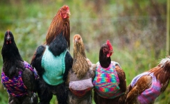 Cette femme tricote de petits pulls en laine pour ses poules, la raison va vous épater