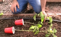 Voyez ce qui se produit si vous plantez vos plants de tomates couchés au lieu de debout!