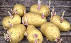 Peut-on encore consommer une pomme de terre germée ? 