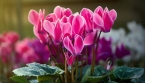 🌸 Cyclamen en hiver : l’erreur à éviter dans la maison et l’endroit idéal pour le garder en bonne santé