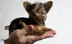 5 chiens qui restent tout petits toute la vie