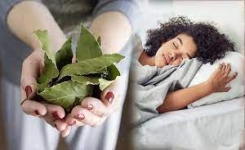 Optimisez Votre Sommeil avec les Feuilles de Laurier : Un Secret Ancien Révélé