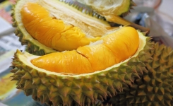 Voici pourquoi le fruit durian est judicieusement nommé le roi des fruits