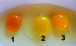 Devinez lequel de ces jaunes d'œuf est le plus sain