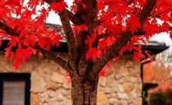 Planter cet arbre flamboyant peut-il vraiment valoriser votre maison ?
