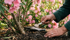 3 engrais naturels pour faire fleurir le laurier-rose