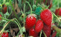 Les fraises se gâchent rapidement... un agriculteur expert nous partage des astuces brillantes pour les conserver
