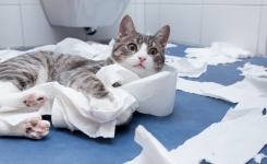 Pourquoi votre chat vous suit aux toilettes : la vraie raison enfin expliquée
