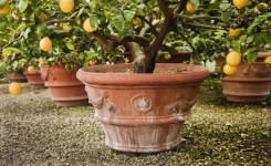 Comment faire planter et entretenir un citronnier dans la maison