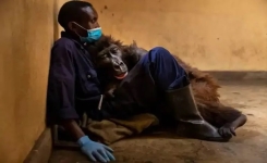 Le gorille Ndakasi quitte ce monde dans les bras de son gardien