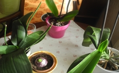 Comment faire refleurir vos plantes d'intérieur